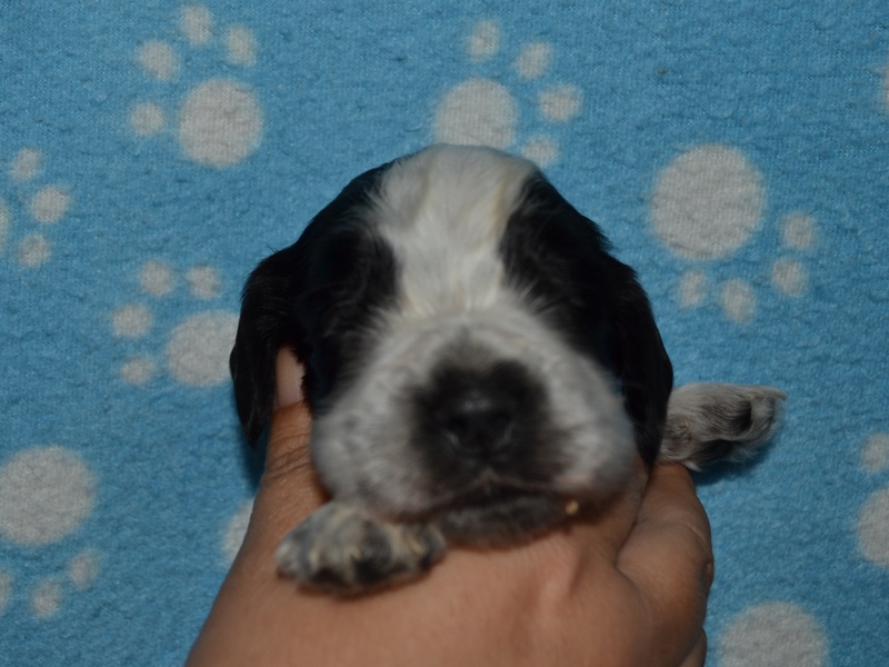 6.pejsek-oranžová st..JPG